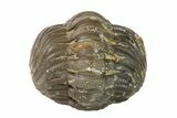 Wide, Enrolled Austerops Trilobite - Morocco #156984-1